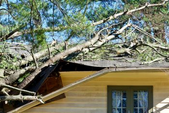 Penney Farms, Florida Fallen Tree Damage Restoration by DRT Restoration, LLC