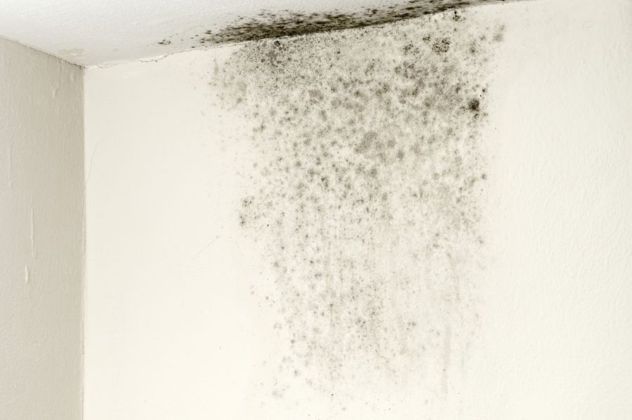 Mold Remediation by DRT Restoration, LLC